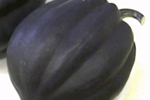 A photo of Acorn Squash