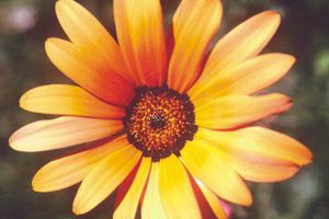 A photo of African Daisy