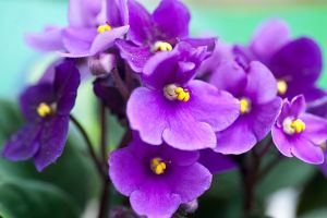 A photo of African Violet