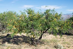 A photo of Algaroba
