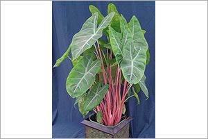 A photo of Alocasia