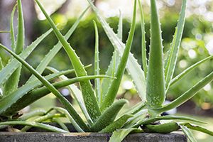 A photo of Aloe
