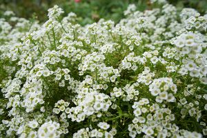 A photo of Alyssum