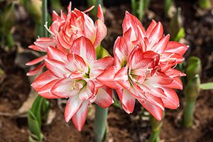 A photo of Amaryllis