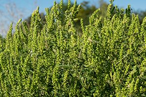 A photo of Ambrosia Mexicana
