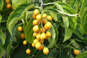 A photo of American Bittersweet