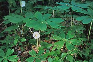 A photo of American Mandrake