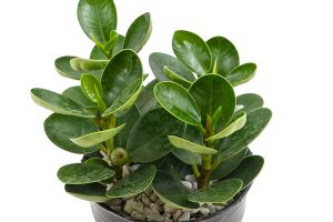 A photo of American Rubber Plant