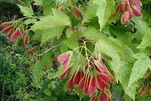 A photo of Amur Maple