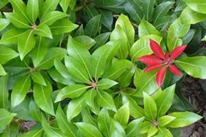 A photo of Andromeda Japonica