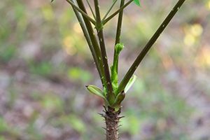 A photo of Angelica Tree