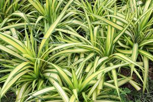 A photo of Anthericum Comosum