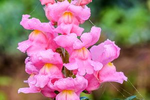 A photo of Antirrhinum Multiflorum