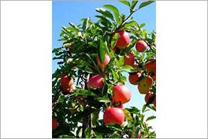 A photo of apple