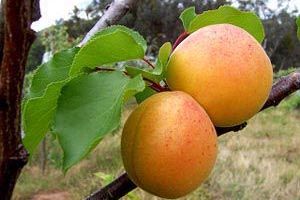 A photo of apricot