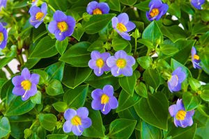 A photo of Arabian Gentian