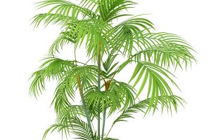A photo of Areca Palm