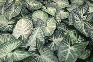 A photo of Arrow-Head Vine