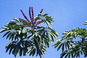 A photo of Australian Ivy Palm