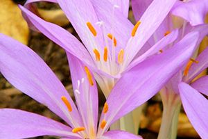 A photo of Autumn Crocus