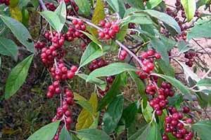 A photo of Autumn Olive