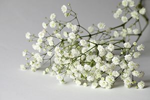 A photo of Baby’s Breath
