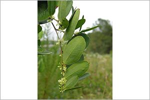 A photo of Bamboo Vine
