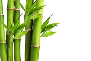 A photo of Bamboo
