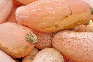 A photo of Banana Squash