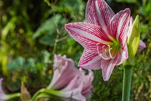 A photo of Barbados Lily