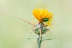 A photo of Barnaby's Thistle