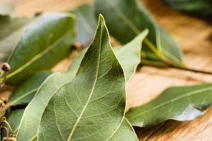 A photo of Bay Laurel