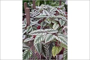 A photo of Begonia, Climbing