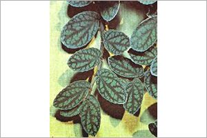 A photo of Begonia, Trailing