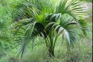 A photo of Belmore Sentry Palm