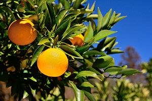 A photo of Bergamot Orange