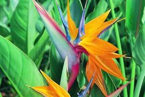 A photo of Bird of Paradise Flower