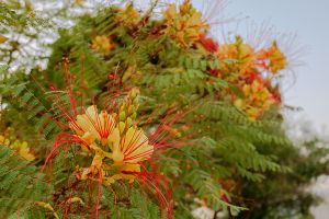 A photo of Bird of Paradise