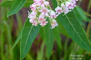 A photo of Bitter Root
