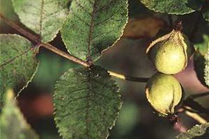 A photo of Bitternut