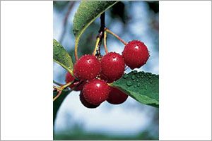 A photo of Black Cherry