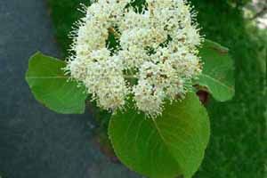 A photo of Black Haw