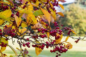 A photo of Black Hawthorn