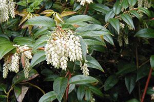 A photo of Black Laurel