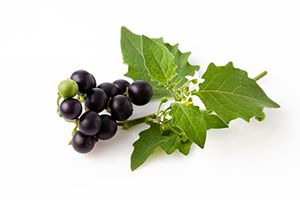 A photo of Black Nightshade