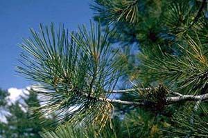 A photo of Blackjack Pine