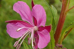 A photo of Blooming Sally