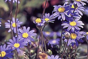 A photo of Blue Daisy