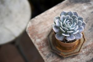 A photo of Blue Echeveria