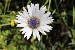 A photo of Blue Eyed Daisy